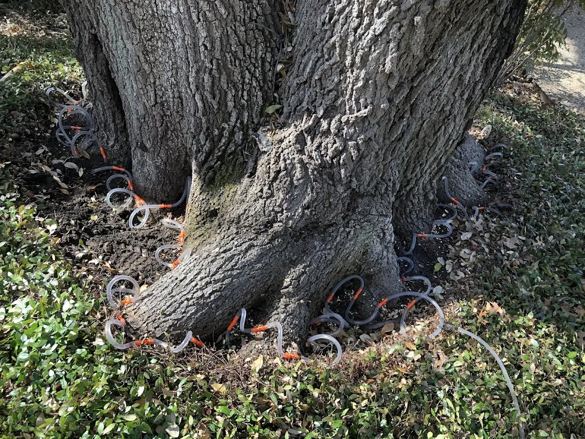 Detailed Tree Cabling and Bracing job site in Yanceyville